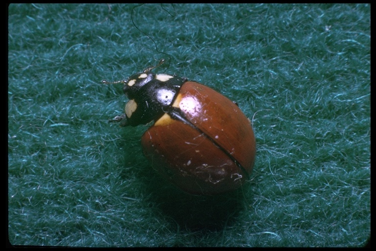 Image of California Lady Beetle