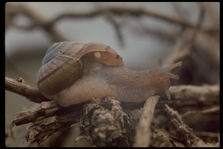 Image of Common Garden Snail