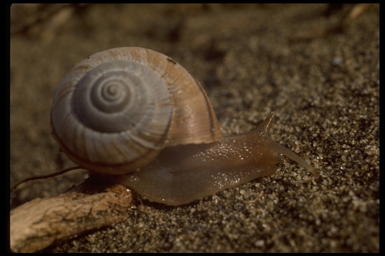 Image of Common Garden Snail