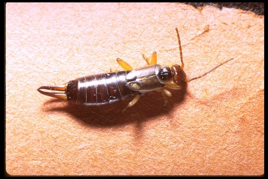 Image of Common European earwig