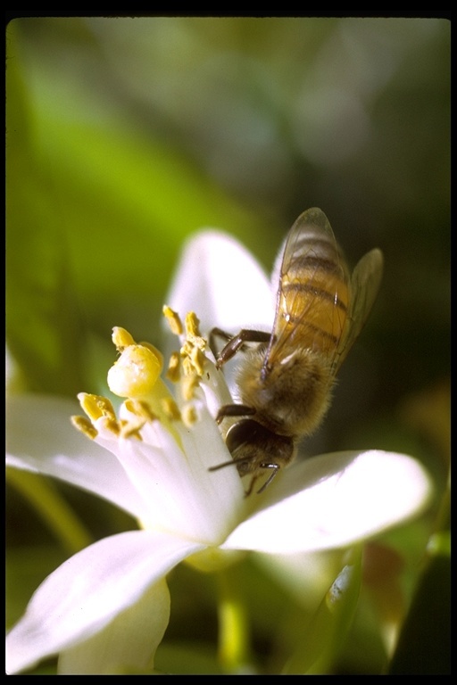 Image of Honey bee