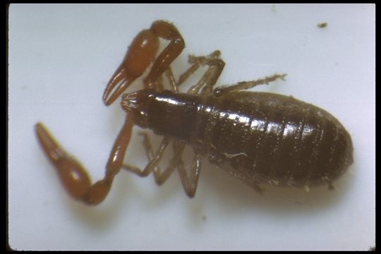 Image of pseudoscorpions