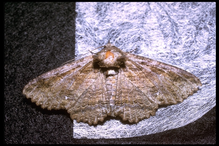 Image of moths and butterflies