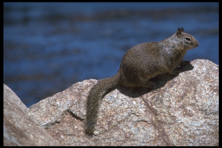 Image of California ground squirrel