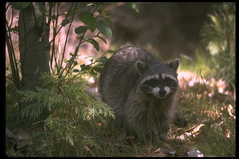 Image of Northern Raccoon