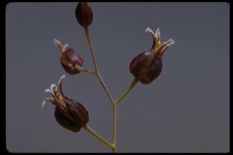 Image of Tiburon jewelflower