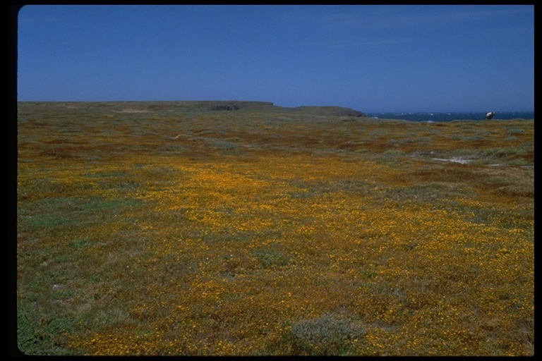 Image of Santa Cruz Island liveforever