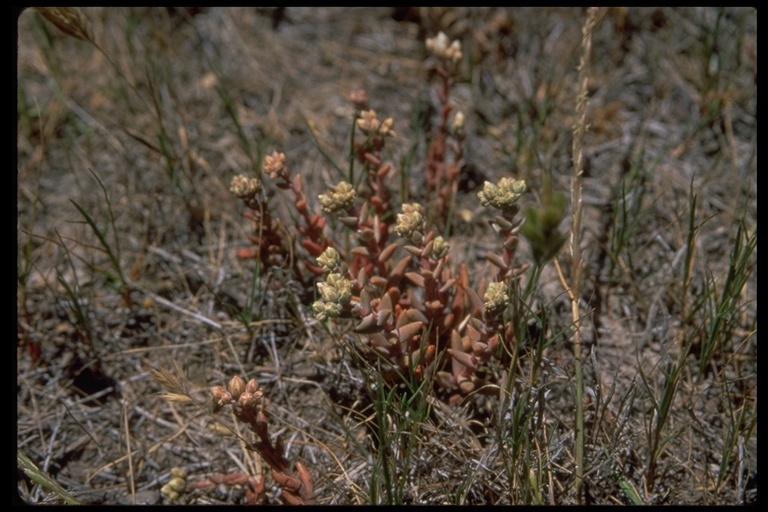 Image of Santa Cruz Island liveforever