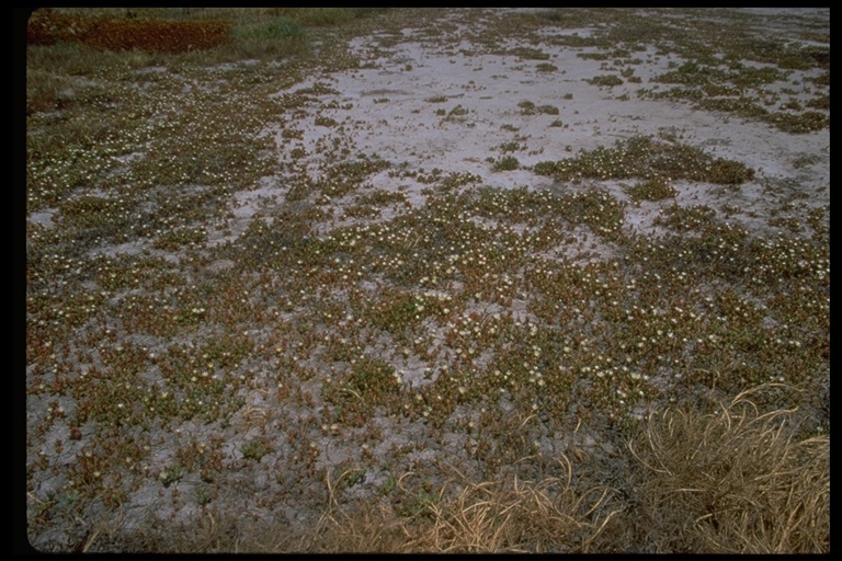 Image of Santa Cruz Island liveforever