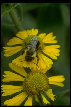 Image of Bumble Bees