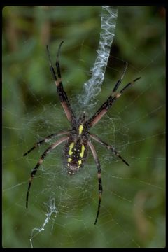 Image of Black-and-Yellow Argiope