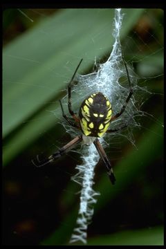 Image of Black-and-Yellow Argiope