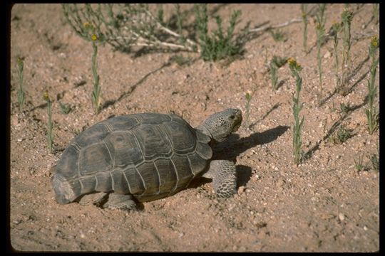 Image of desert tortoise