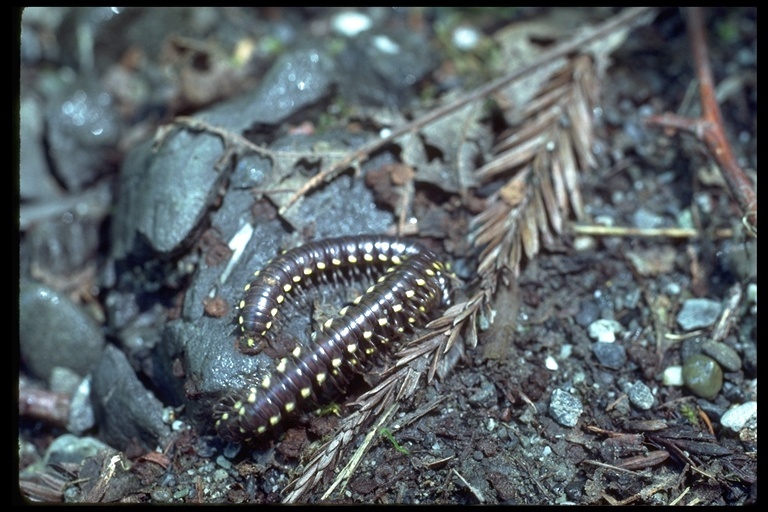 Image of millipedes