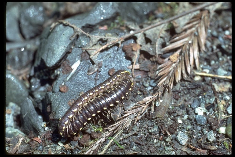 Image of millipedes