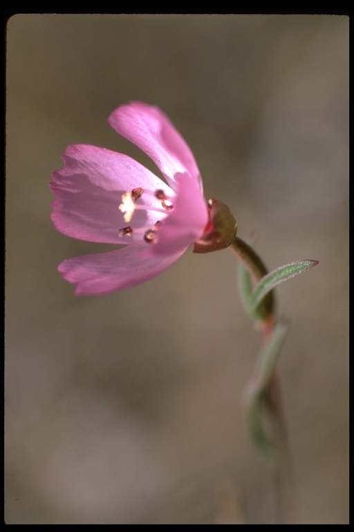 Plancia ëd Clarkia franciscana H. Lewis & Raven