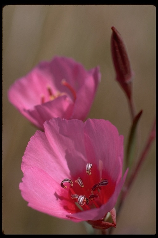 Image of ruby chalice clarkia