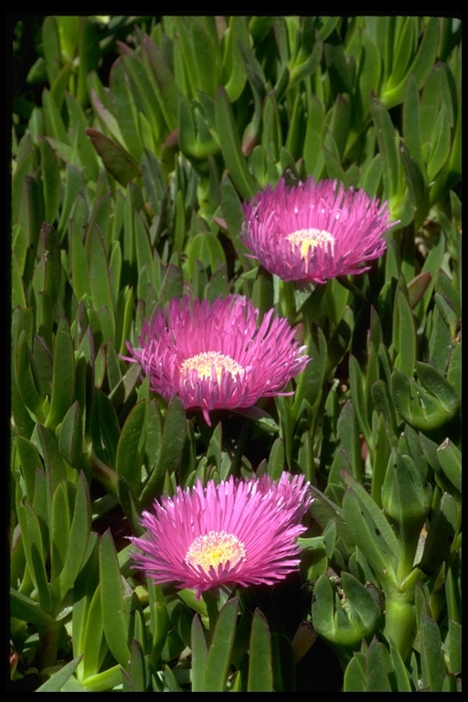 Imagem de Carpobrotus edulis (L.) N. E. Br.