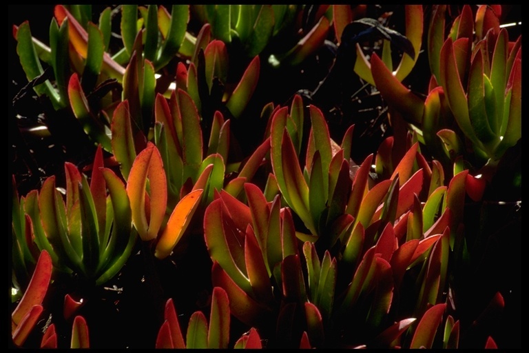 Imagem de Carpobrotus edulis (L.) N. E. Br.