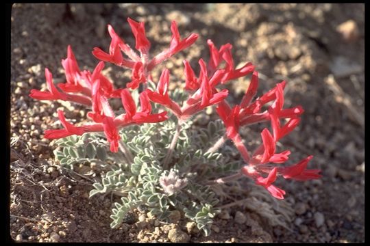 Image of scarlet milkvetch