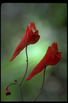 Image of red larkspur