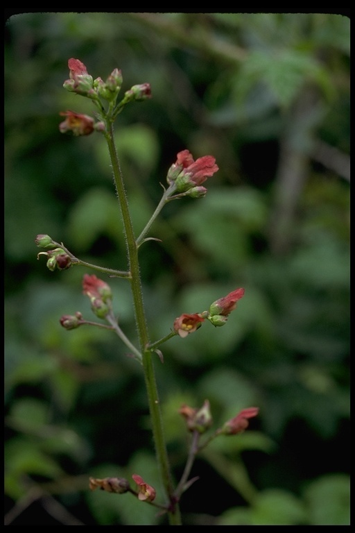 Scrophularia oregana Pennell resmi