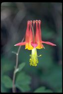 Imagem de Aquilegia formosa Fisch.