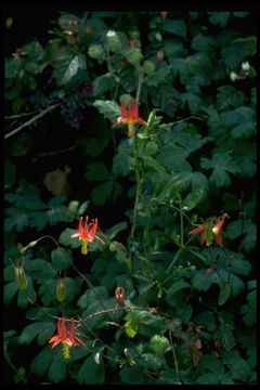 Imagem de Aquilegia formosa Fisch.