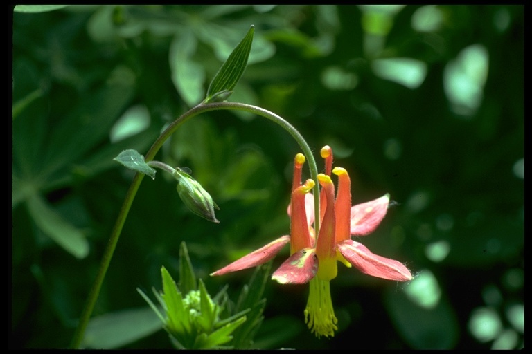 Imagem de Aquilegia formosa Fisch.