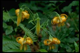 Image de Lys de Colombie