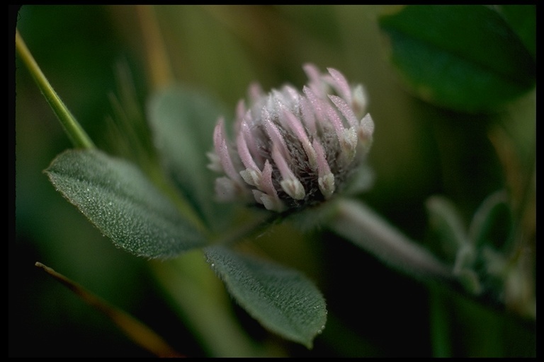 Image of rose clover