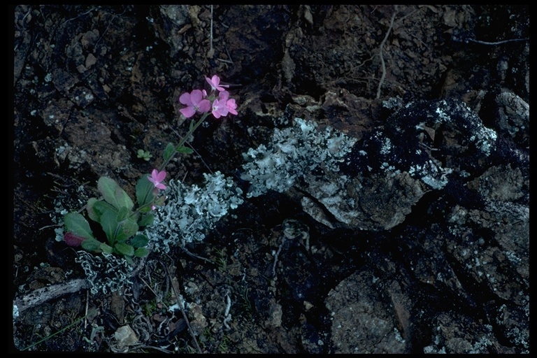 Image of rose rockcress