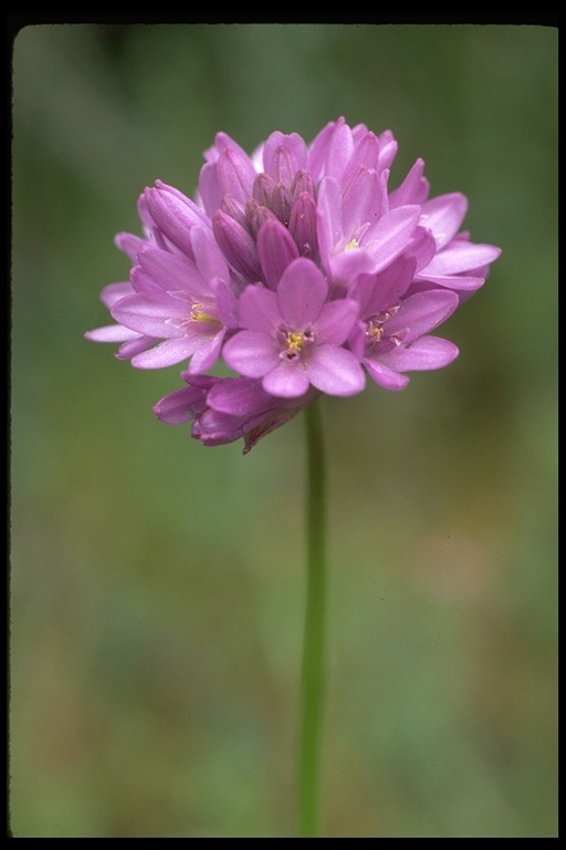 صورة Dichelostemma capitatum (Benth.) Alph. Wood