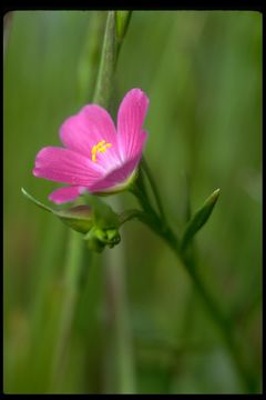 Image of fringed redmaids