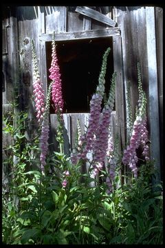 Imagem de Digitalis purpurea L.