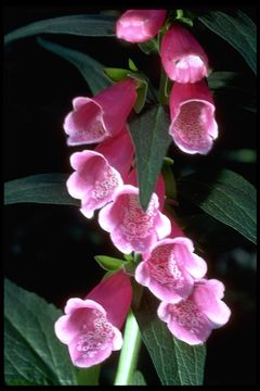 Image of Foxglove