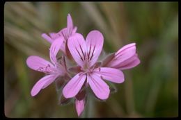 Слика од Pelargonium vitifolium (L.) L'Her.