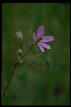 Image of Common Stork's-bill