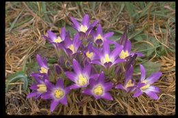 Image of dwarf brodiaea