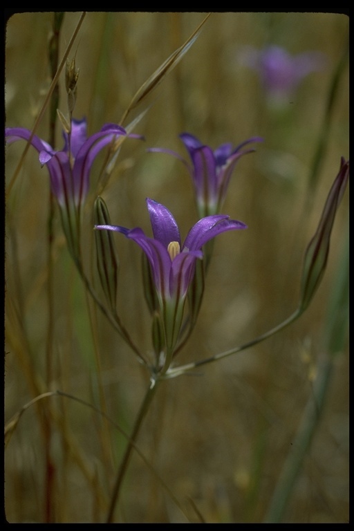 Image of harvest brodiaea