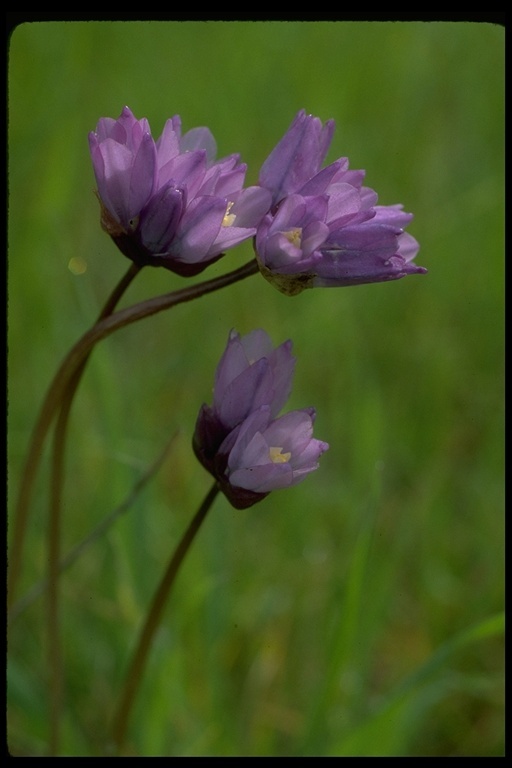 صورة Dichelostemma capitatum (Benth.) Alph. Wood