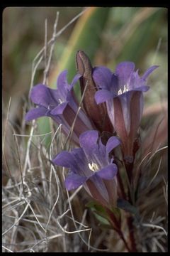 Image of Northern Gentian