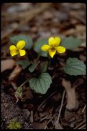 Image de Viola purpurea var. venosa (S. Watson) Brainerd