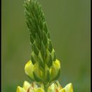 Image of pale yellow lupine