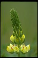 Image of pale yellow lupine