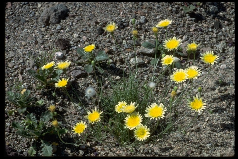 Image of smooth desertdandelion