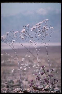 Image de Atrichoseris platyphylla (A. Gray) A. Gray