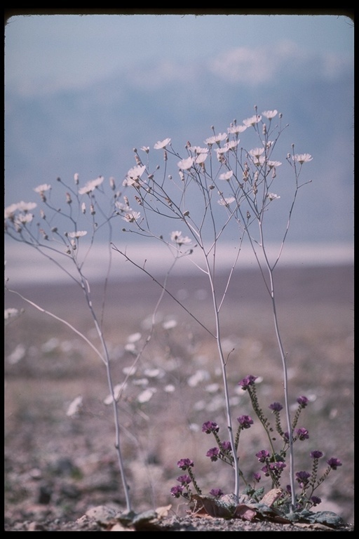 Image de Atrichoseris platyphylla (A. Gray) A. Gray