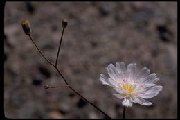 Image de Atrichoseris platyphylla (A. Gray) A. Gray