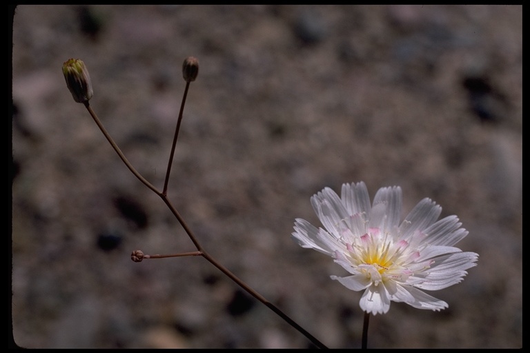 Image de Atrichoseris platyphylla (A. Gray) A. Gray